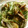 Satoco❋'s cooksnap of when they made 簡単！あさりと水菜のガーリック酒蒸し.