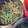 rukisun's cooksnap of when they made きゃらぶき用の野ぶきの下茹＆処理♪.