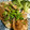itamami's cooksnap of when they made 豚のみぞれ生姜焼き.