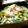 ✾せん✾'s cooksnap of when they made 手抜き！きゃべつと鶏肉の蒸し煮.