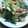 壬生艾（みぶよもぎ）'s cooksnap of when they made 捨てないで！ 大根葉とベーコンの和ソテー.