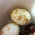 まさまさといちご's cooksnap of when they made 卵のぬか漬け.