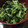 みほきのこ's cooksnap of when they made ★ほうれん草のごま和え.