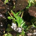 kiyo0120's cooksnap of when they made 水菜と海苔めんつゆおかか和えサラダ.