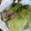 さとさん３'s cooksnap of when they made 白菜と豚肉の重ね煮（覚え書）.