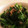 舜巧奏's cooksnap of when they made 意外な美味しさ！絹さやとワカメの和え物.