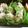 yoshi560's cooksnap of when they made 超手抜き☆簡単おいしい鶏団子♪.