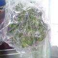 sakuraiayu's cooksnap of when they made クレソン　保存方法.