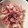 matron's cooksnap of when they made 塩もみ大根の梅干し和え.