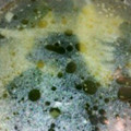 はぷた's cooksnap of when they made わかめと筍のぴりっとスープ.