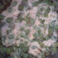 あやおーくいしんぼー's cooksnap of when they made エンドウ豆の甘辛たまごとじ.