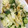 ちょうん's cooksnap of when they made 簡単、さっぱり漬物.