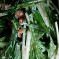 ﾗﾍﾞﾝﾀﾞｰﾐﾝﾄ's cooksnap of when they made 納豆水菜サラダ.