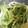 maruru-nn's cooksnap of when they made 水菜のマヨポン炒め.