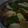 はるかっち１号's cooksnap of when they made 時短メニュー！餃子入りピリ辛中華スープ♪.
