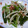 らんらん＊'s cooksnap of when they made ほうれん草とえのきだけの梅肉和え.