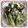 くるみるく1104's cooksnap of when they made ☆たらの芽の天ぷら☆.