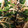garden34's cooksnap of when they made ほうれん草としめじのピリ辛和え.
