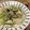 sucylemon's cooksnap of when they made カブと鶏肉のクリームパスタ.