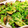 naoco_ny's cooksnap of when they made たけしくんのはまぐりとキャベツの酒蒸し.