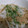 りなもんち's cooksnap of when they made 白だしで〜新玉ねぎとりんごのサラダ.