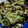 RikA96's cooksnap of when they made あさりとキャベツとしめじの酒蒸し.