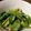 ずみまめ's cooksnap of when they made 小松菜の浅漬け わさび風味.