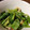 ずみまめ's cooksnap of when they made 小松菜の浅漬け わさび風味.