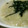 りょうびん's cooksnap of when they made ごぼうとさといものスープ.