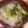 うさこママ★'s cooksnap of when they made きぬさやとえのきと大根のみそ汁.