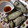 めいたんのママ's cooksnap of when they made 簡単おつまみ～蒸し牡蠣&温野菜～.