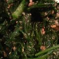 ヤムヤムみーこ's cooksnap of when they made 春菊の酢味噌和え物.