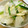 ☆ミカッチ☆'s cooksnap of when they made 和子ちゃんの蕪と林檎のサラダ✿.