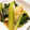 ひまわりさくら's cooksnap of when they made ＋１品の簡単副菜：小松菜と揚げの煮浸し.