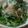ばぶぞう's cooksnap of when they made 豚トロのレモン塩ネギソース.