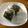 明日も晴れ's cooksnap of when they made 沖縄発Жおにぽー.