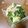❀あおい❀'s cooksnap of when they made 1分で完成！だしキュウリ.