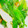 hana3hana3's cooksnap of when they made ＊　長ねぎの２種の和え物　＊.