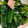 しゅしゅしゅ0208's cooksnap of when they made 小松菜の簡単炒め.