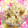 シャンプーハット's cooksnap of when they made じゃがいもの赤しそマヨネーズ和え.