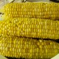 くてれおん's cooksnap of when they made ぷりっぷりの美味しいトウモロコシの茹で方.