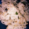 はちはる's cooksnap of when they made シソご飯.