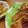天狗大臣's cooksnap of when they made 鶏の照り焼き.