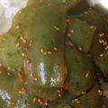 ⑤児の母's cooksnap of when they made フライパン1つ☆刺身蒟蒻のピリ辛照焼.