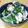 ひびほま's cooksnap of when they made 小松菜と豚肉のささっとオイスター炒め.