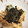 シナニコ's cooksnap of when they made 簡単、ツナ缶、ごぼう、舞茸の炒めもの.