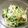 ちゅんごろー's cooksnap of when they made 大根と水菜のツナサラダ.