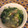 ラクダクラ's cooksnap of when they made あさりと春雨のあっさりエスニックスープ.