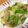 ogu18's cooksnap of when they made 白菜とザーサイの炒め物.