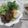 miyuki12's cooksnap of when they made 豚生姜焼肉(レバーでも）サラダバンメン.